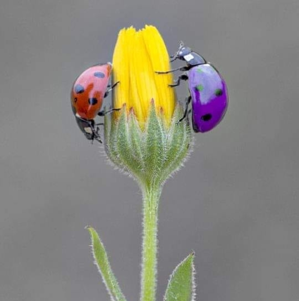 Meet your Posher, Valerie